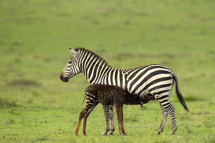 В заповеднике Кении родилась зебра с крапинками вместо полосок