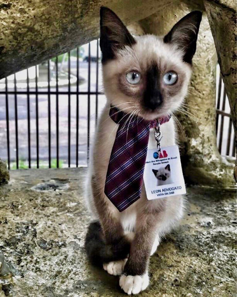 Настоящий кот-адвокат, который работает в ассоциации юристов