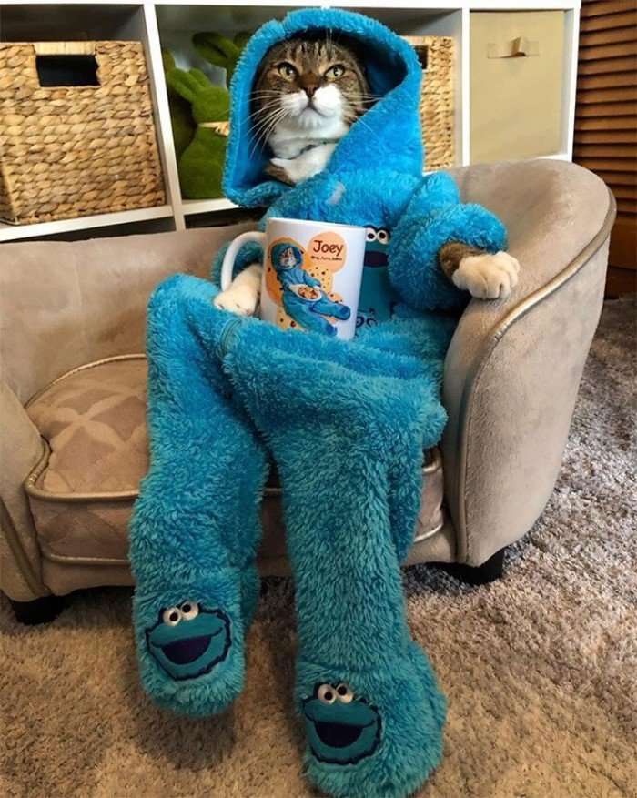 Очаровательный кот по кличке Джоуи и пижамное настроение