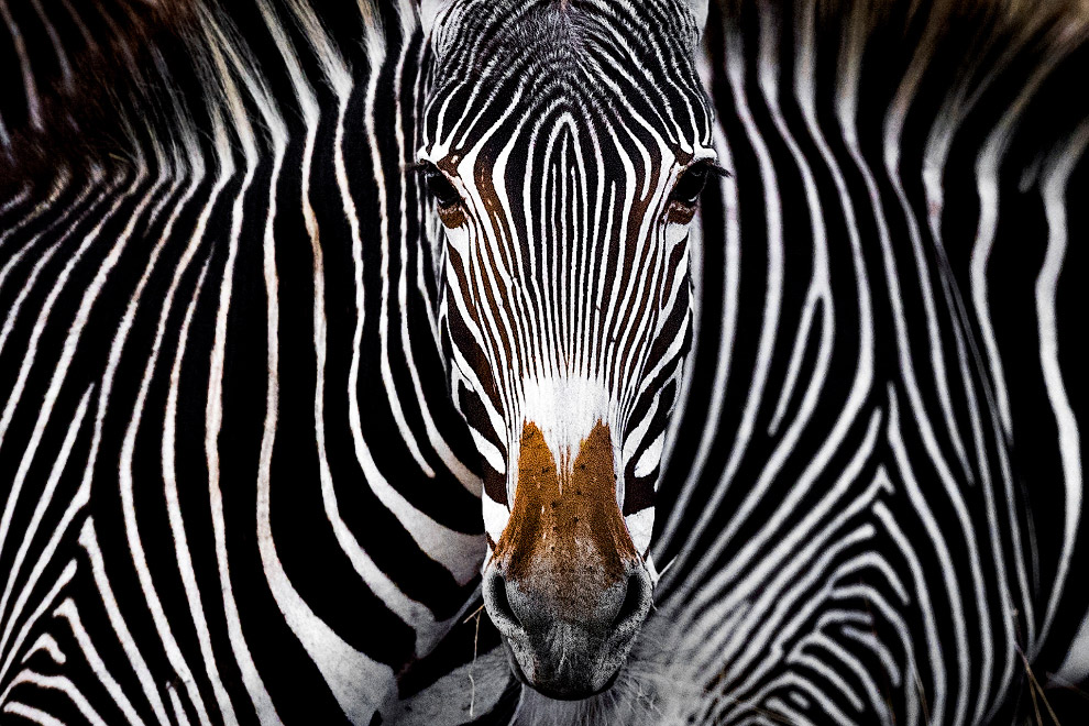 Победители природного фотоконкурса Nature Conservancy 2019