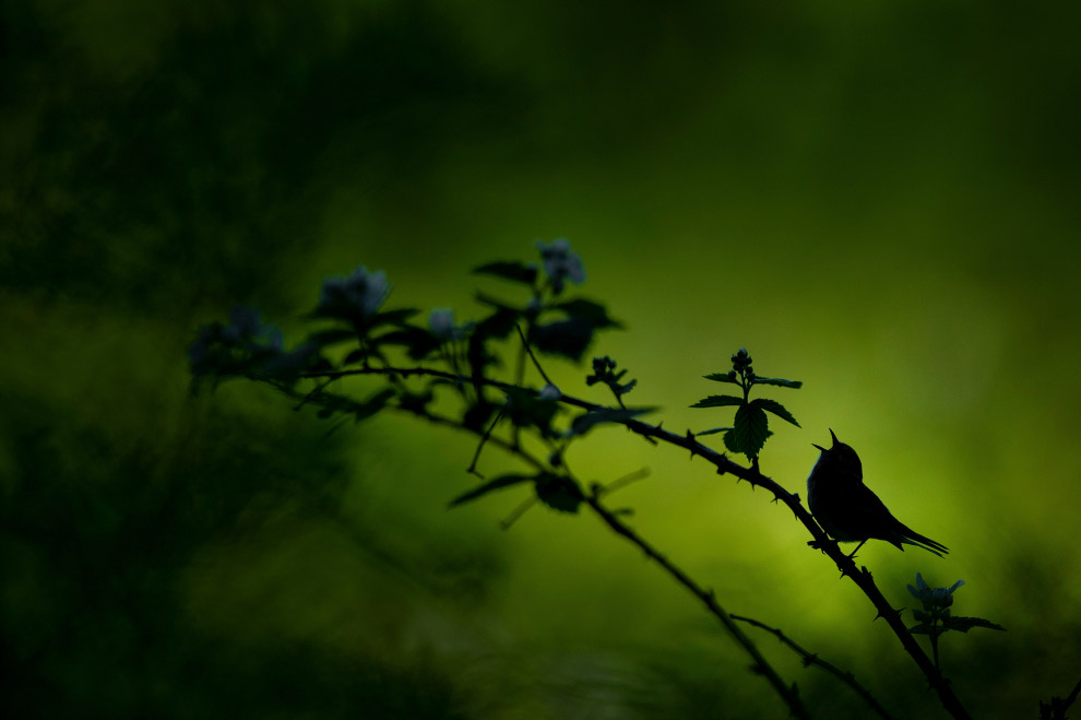 Победители природного фотоконкурса Nature Conservancy 2019