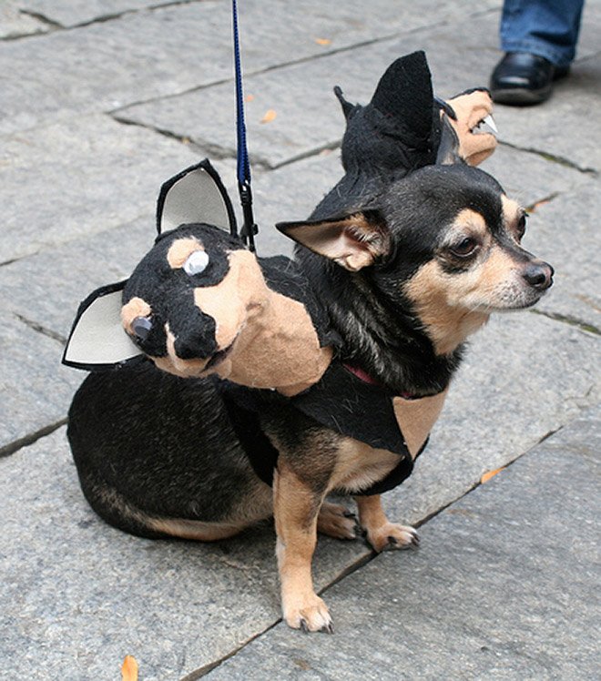 Пугающие трёхглавые костюмы для собак на Хэллоуин