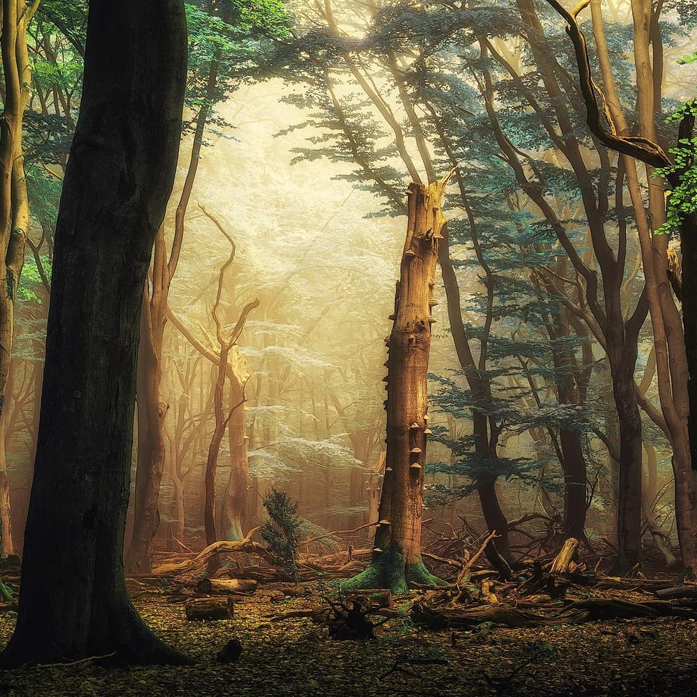 Сказочные лесные снимки от Мартина Подта