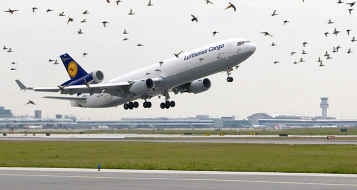 Птицы и авиация: зачем аэропортам соколы