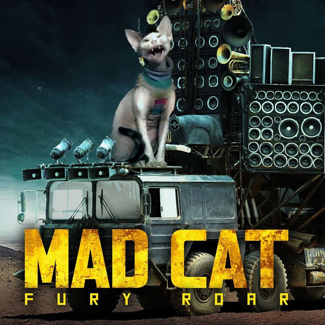 Фотограф вставляет снимки своего кота в постеры популярных фильмов