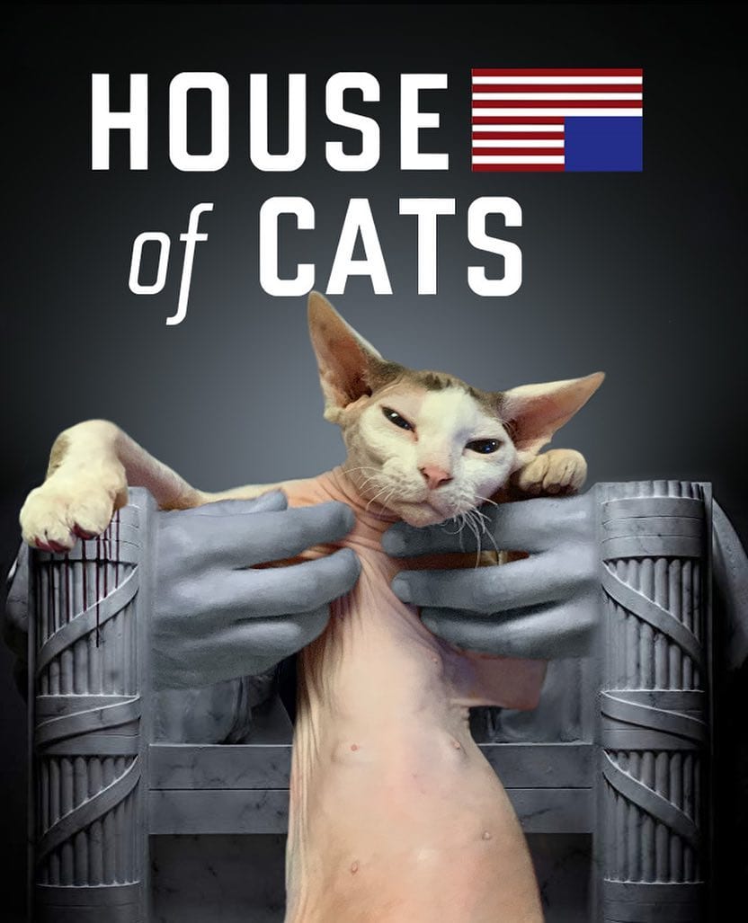 Фотограф вставляет снимки своего кота в постеры популярных фильмов