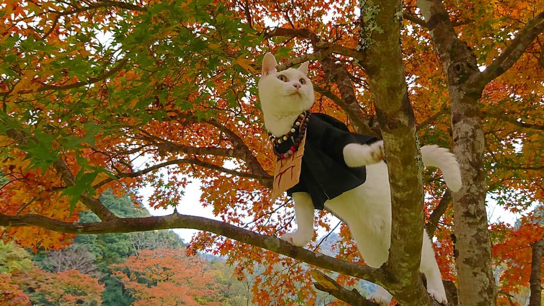 Необычный кошачий храм в Японии