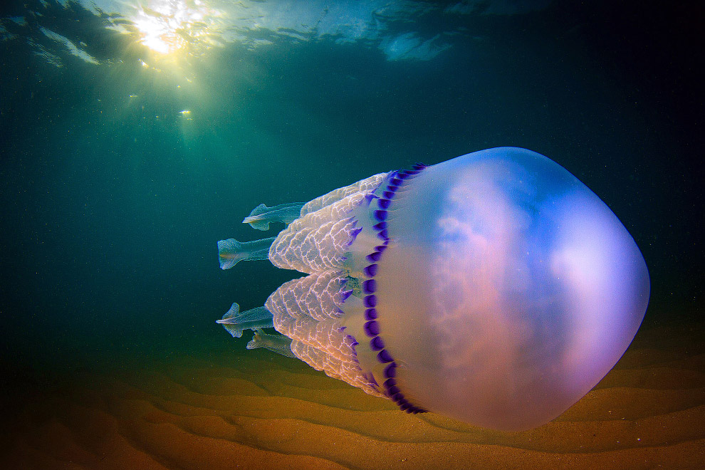 Медузы во всей красе от испанского фотографа