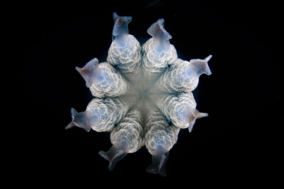 Медузы во всей красе от испанского фотографа