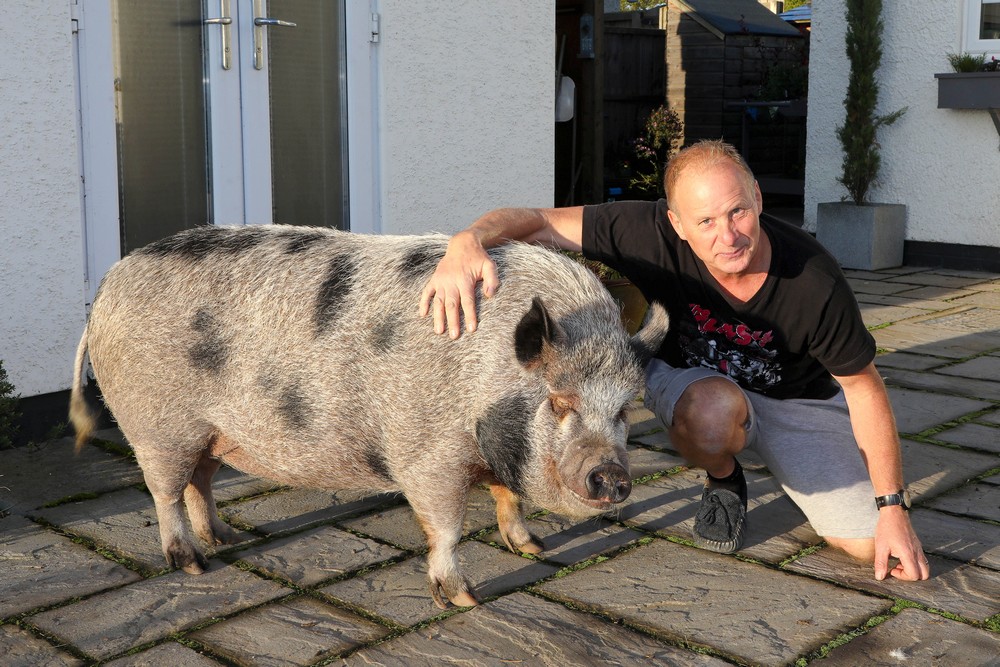 Мини-пиг вырос в огромную свинью и стал другом семьи