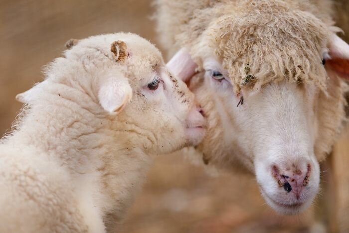 30 трогательных снимков о том, как животные умеют любить