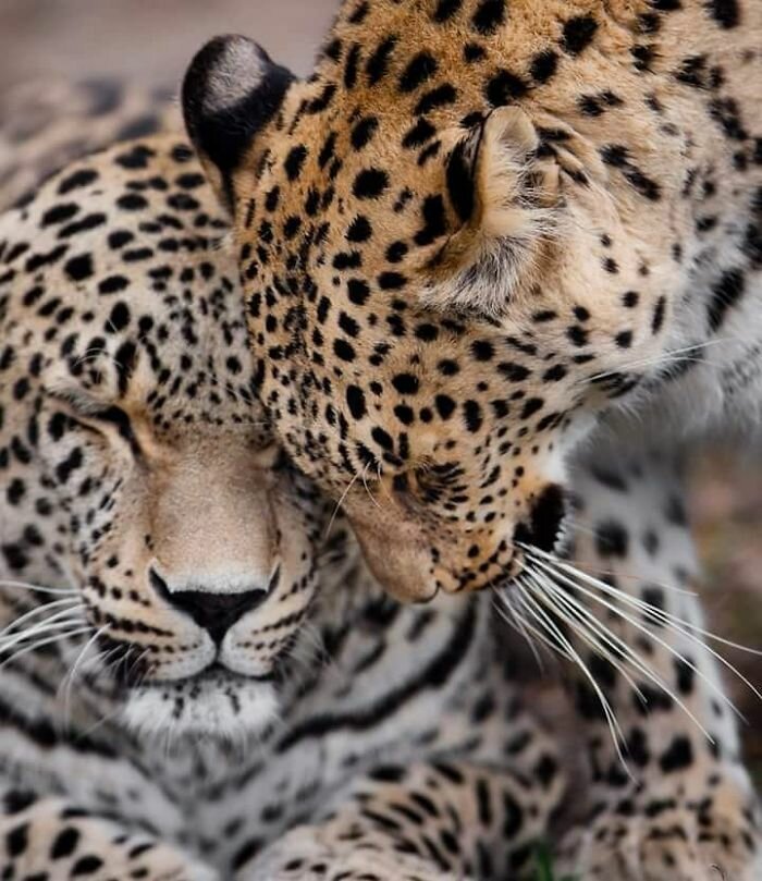 30 трогательных снимков о том, как животные умеют любить
