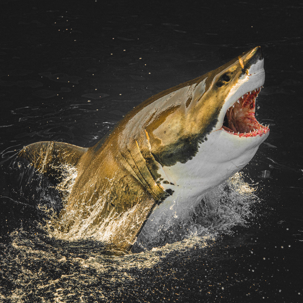 Потрясающие фотографии акул от подводного фотографа