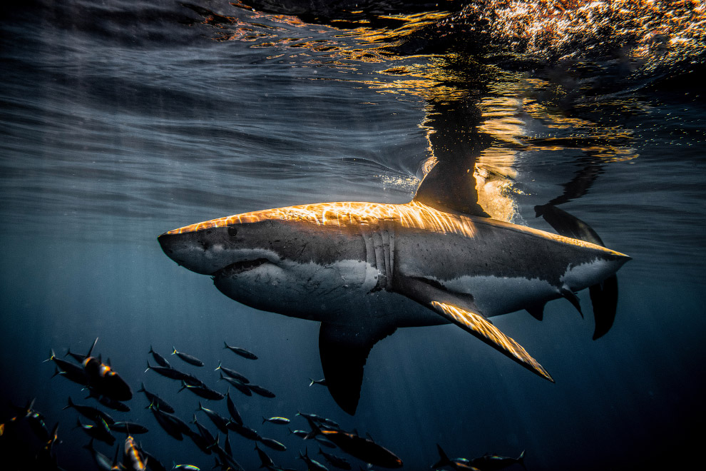 Потрясающие фотографии акул от подводного фотографа