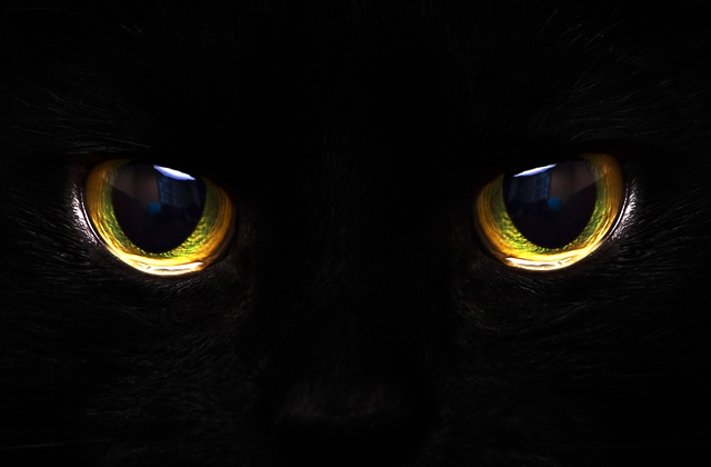 Почему некоторые животные могут видеть в темноте