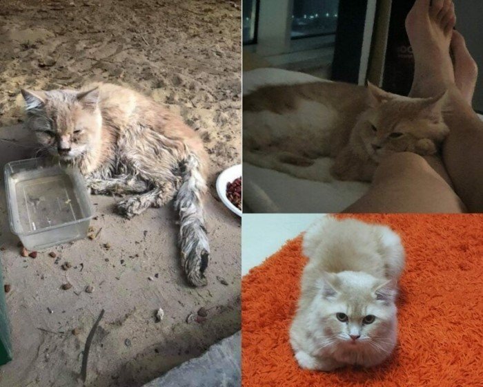 Коты и собаки до и после того, как нашли новых хозяев
