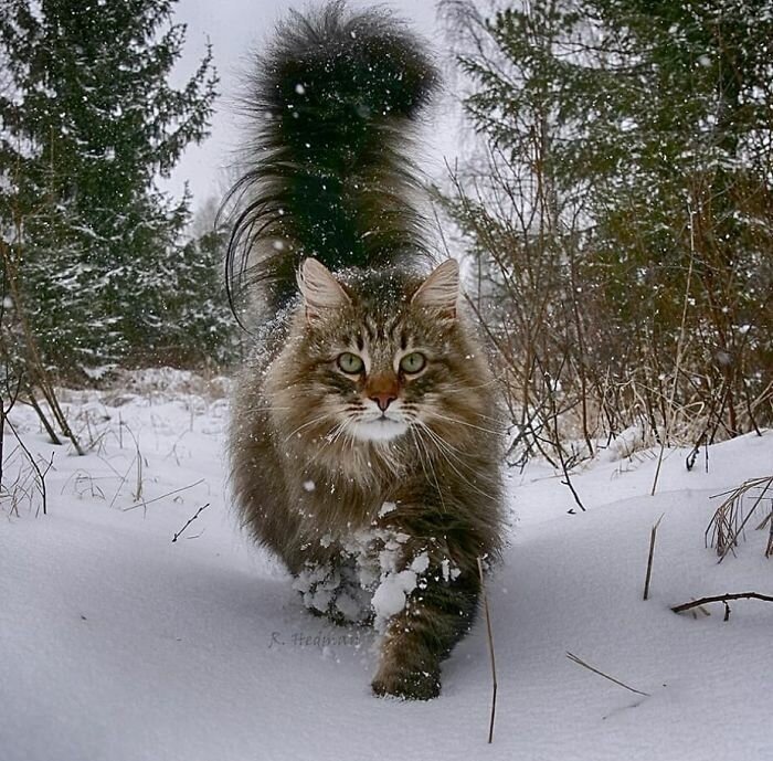 Фотограф из Финляндии показала своих шикарных северных котов