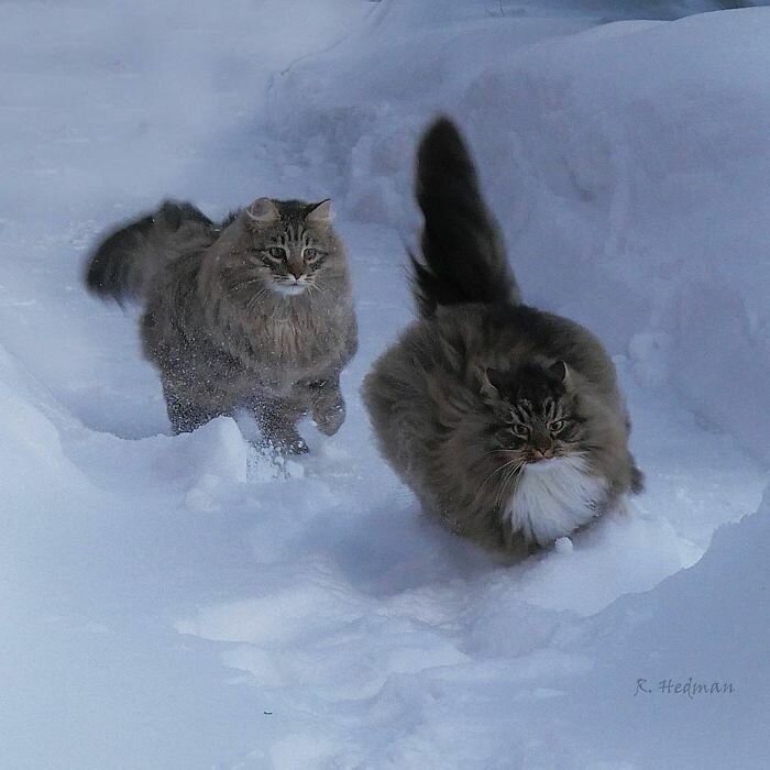 Фотограф из Финляндии показала своих шикарных северных котов
