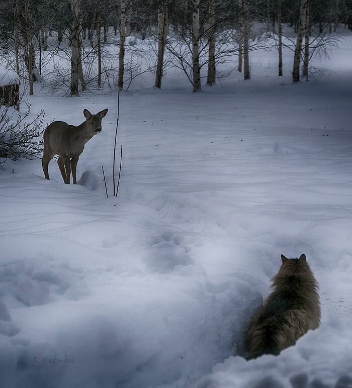 Фотограф из Финляндии показала своих шикарных северных котов