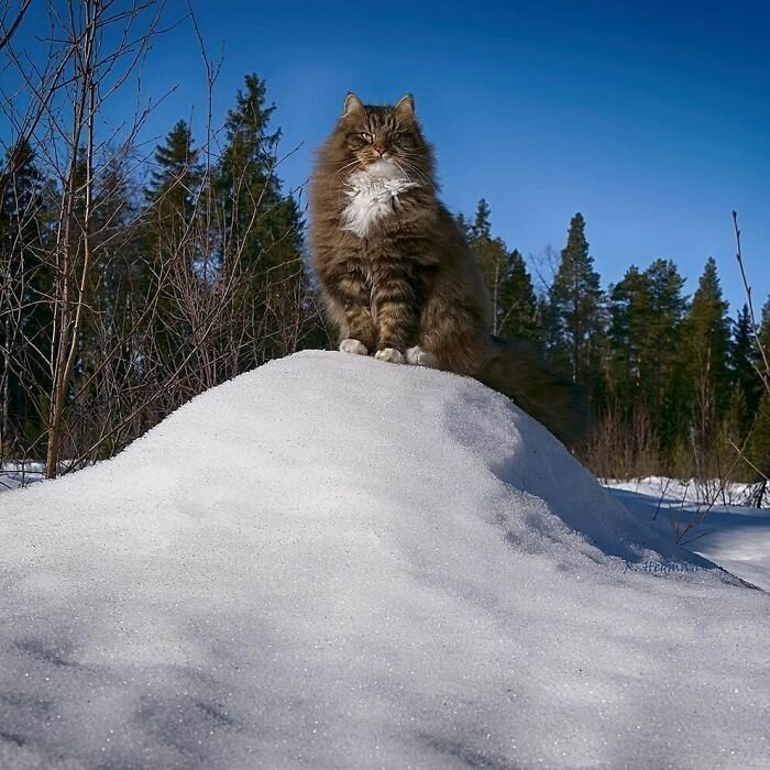 Фотограф из Финляндии показала своих шикарных северных котов