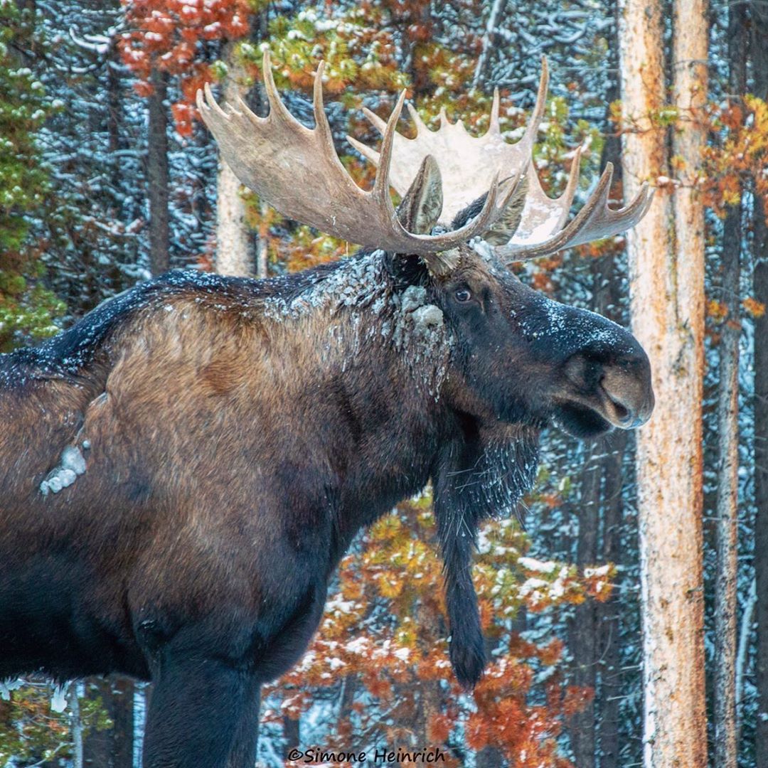 Снимки диких животных Канады от Симоны Генрих