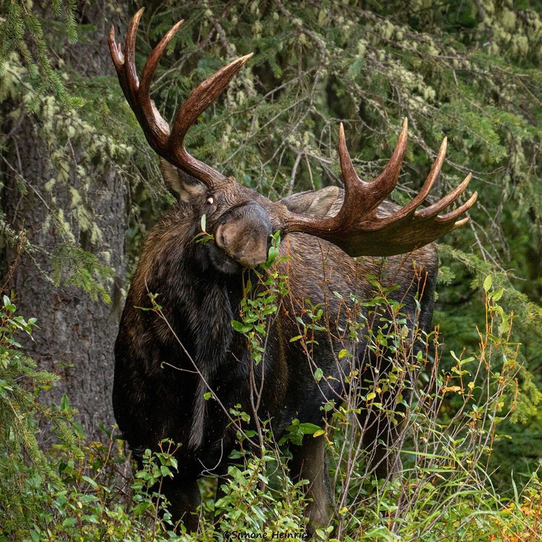 Снимки диких животных Канады от Симоны Генрих