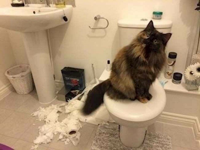 Коты всегда живут по своим правилам