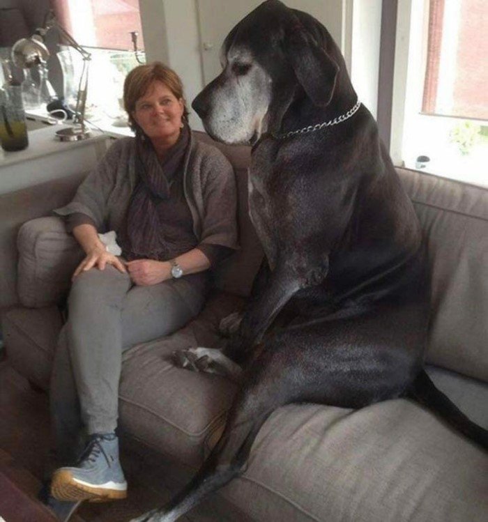 Величезні собаки, які не підозрюють про свої розміри