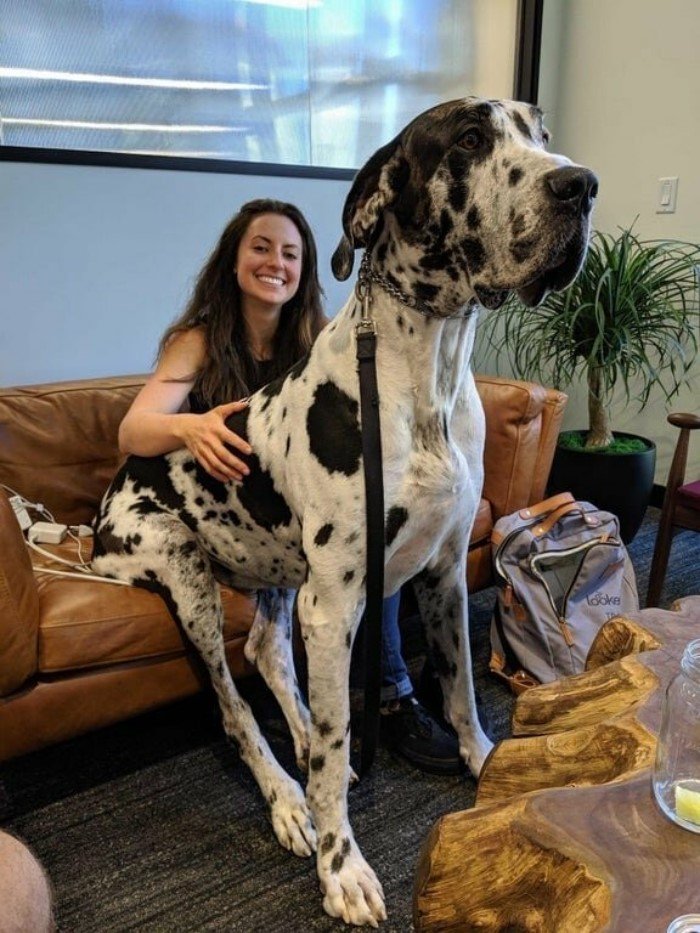 Огромные собаки, которые не подозревают о своих размерах