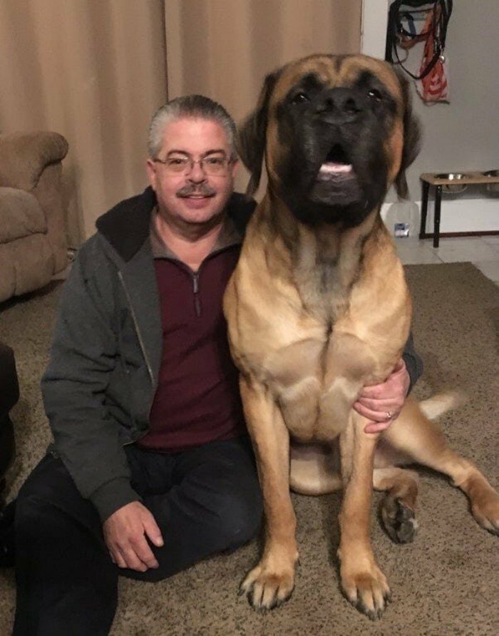Величезні собаки, які не підозрюють про свої розміри