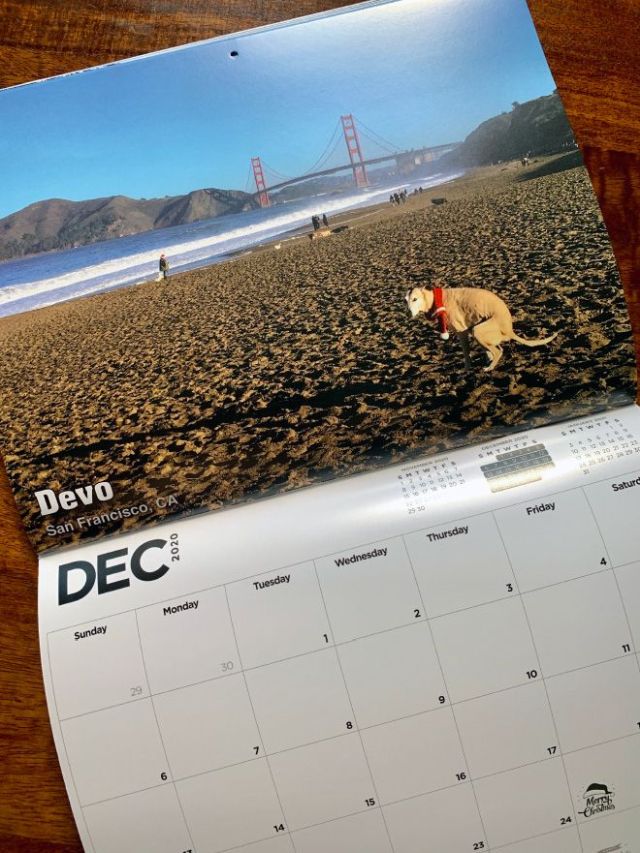 Странный календарь с собаками на 2020 год