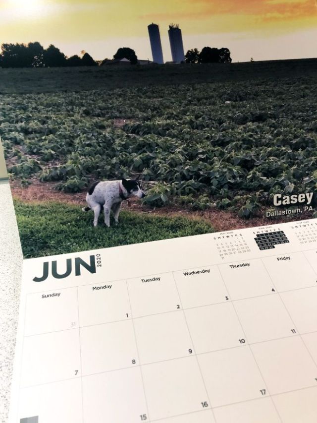 Странный календарь с собаками на 2020 год