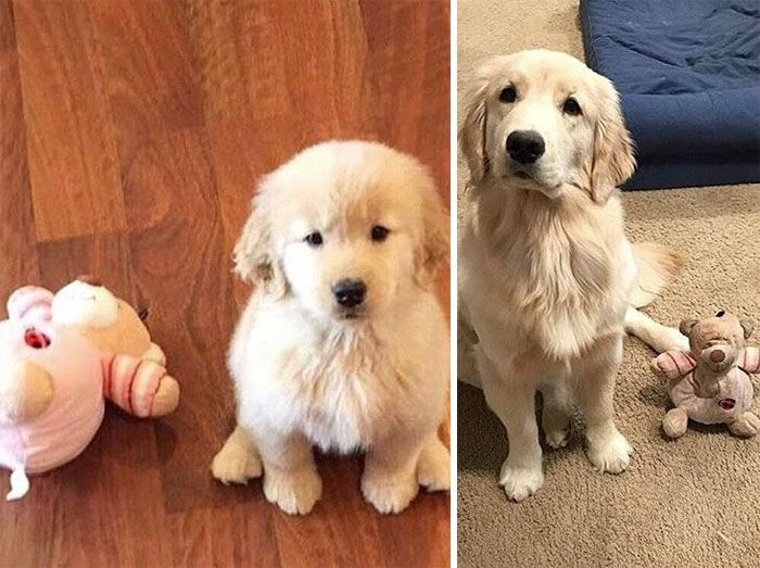 Как же быстро взрослеют собаки