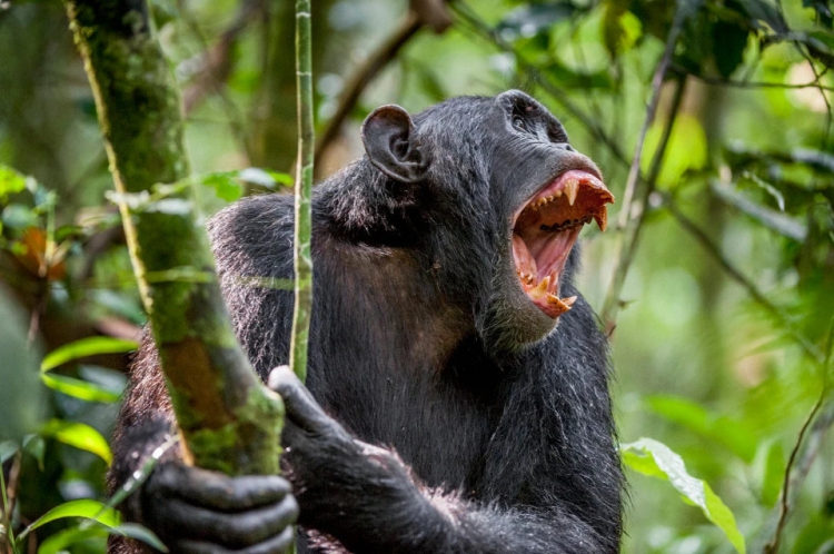Как шимпанзе объявили войну людям в Уганде