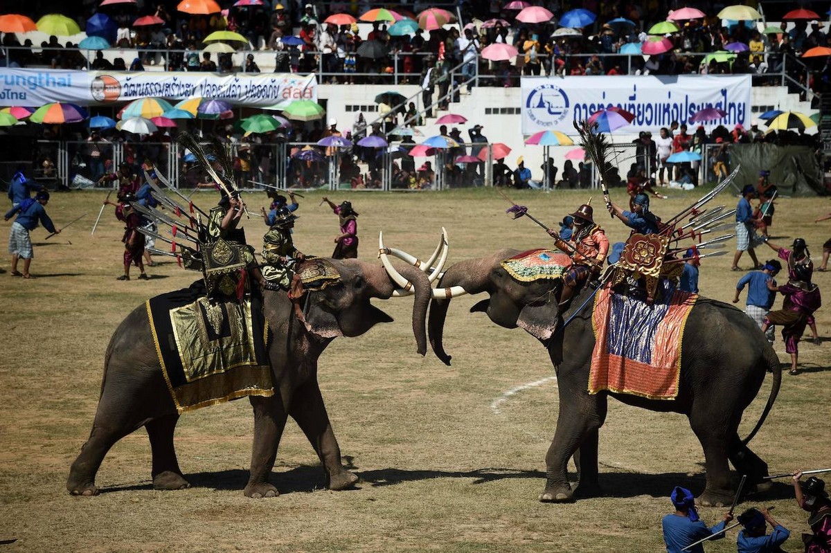 Фестиваль слонов 2019 в Таиланде