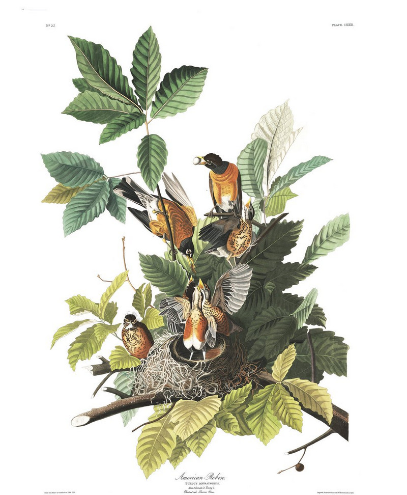 Иллюстрации из книги Птицы Америки