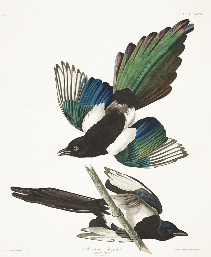 Иллюстрации из книги Птицы Америки