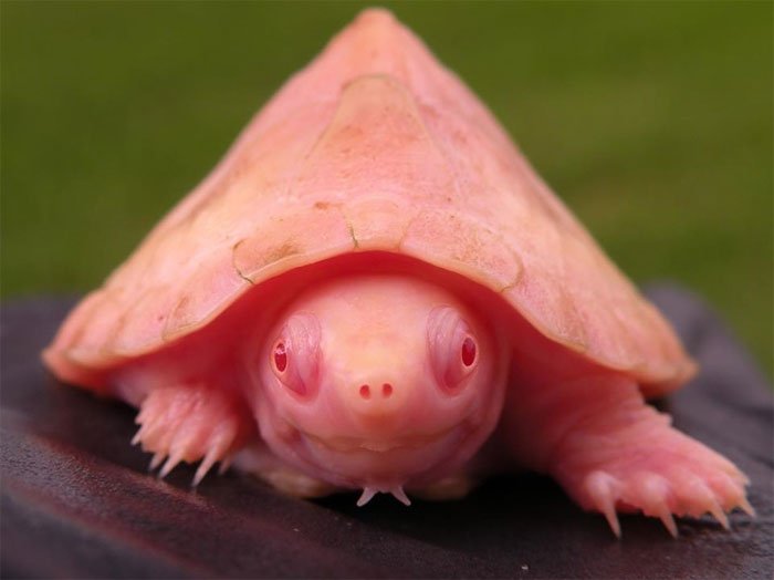 Черепахи-альбиносы похожи на маленьких драконов