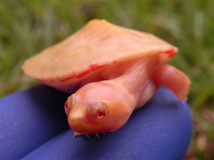 Черепахи-альбиносы похожи на маленьких драконов