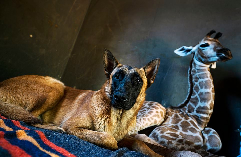 Дружба жирафенка и сторожевого пса в приюте для животных