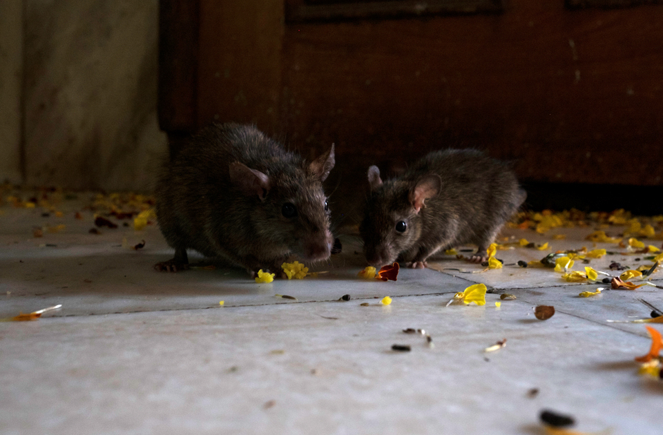Крысиный храм в Индии, где поклоняются грызунам