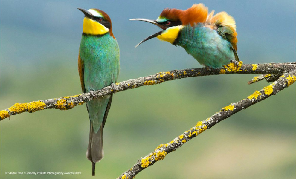 Призёры фотоконкурса Comedy Wildlife Photography Awards 2019 Comedy, Awards, Wildlife, Photography, 13Олень, 15Кому, Gebert, Martina, диско, 14Танцор, олень, Какой, Pirsa, Corey, Vlado, разногласия, 12Семейные, Weggen, Geert, желания