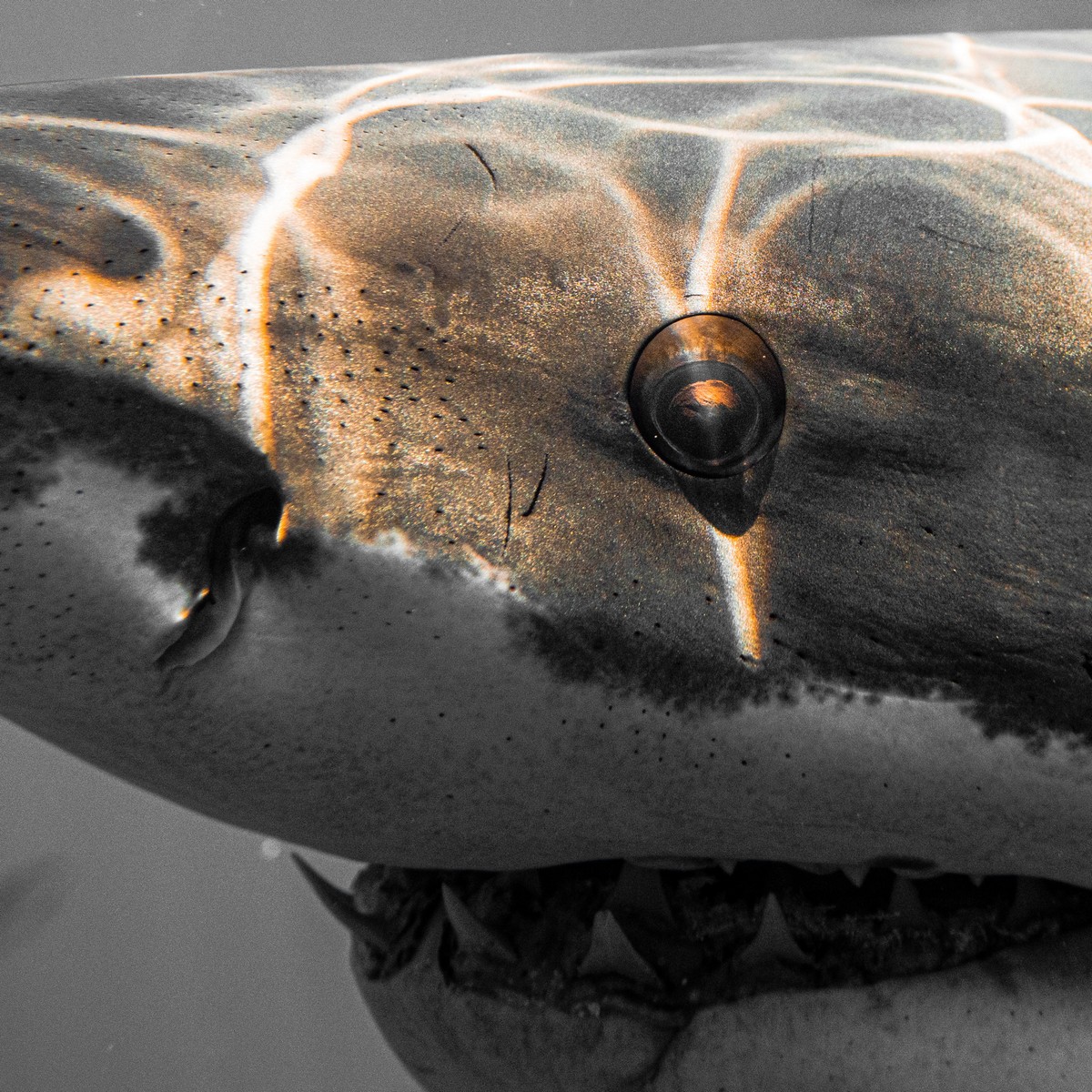 Британский фотограф делает невероятные снимки акул
