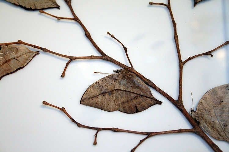 Мастер маскировки под сухие листья среди насекомых
