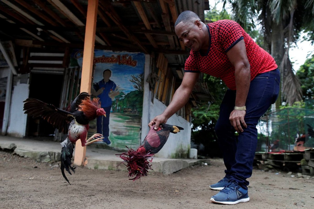 Петушиные бои как традиция и спорт в Панаме