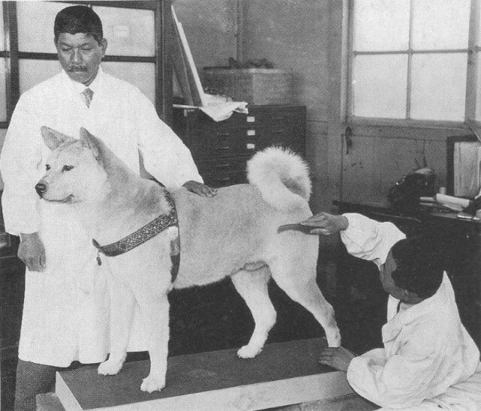 Ritka képek Hachiko-ról, a világ leghűségesebb kutyájáról