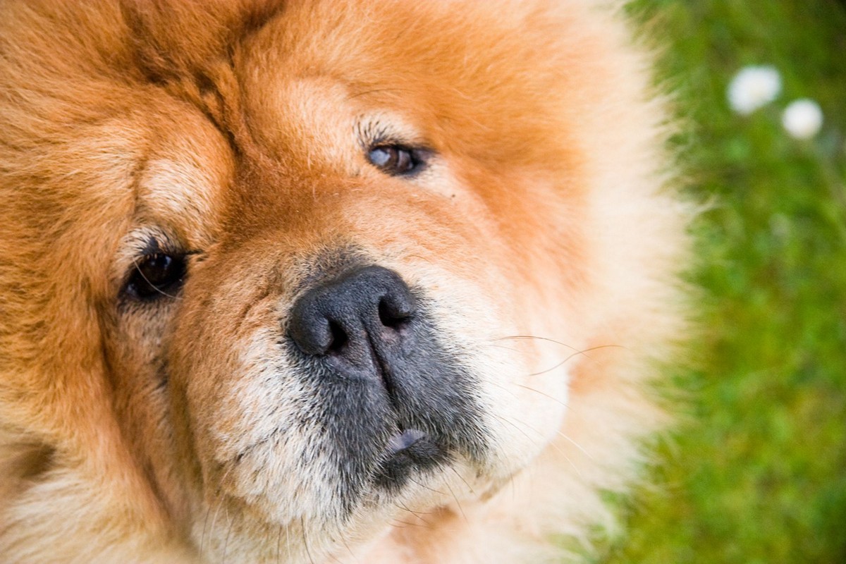 Самые дорогие породы собак в мире