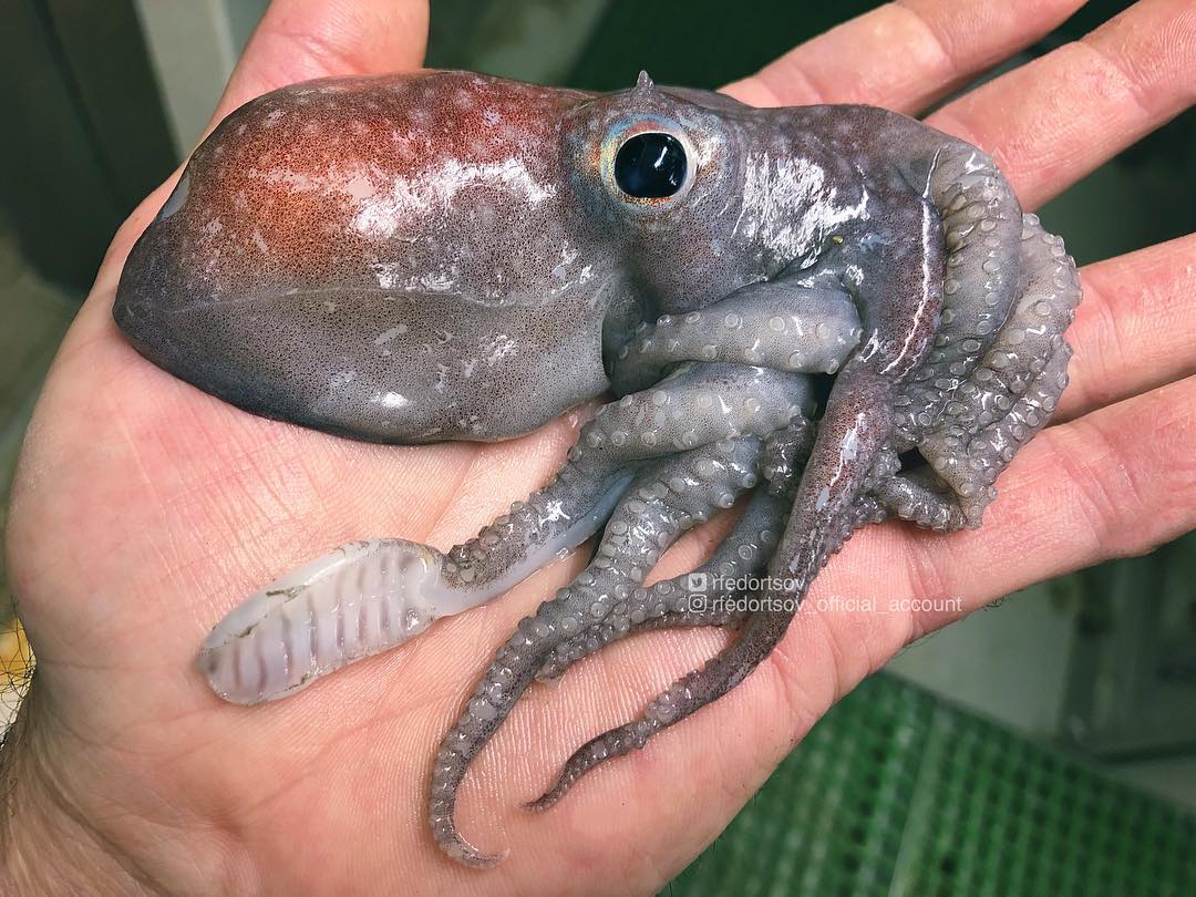 Новые странные существа из морских глубин от Романа Федорцова