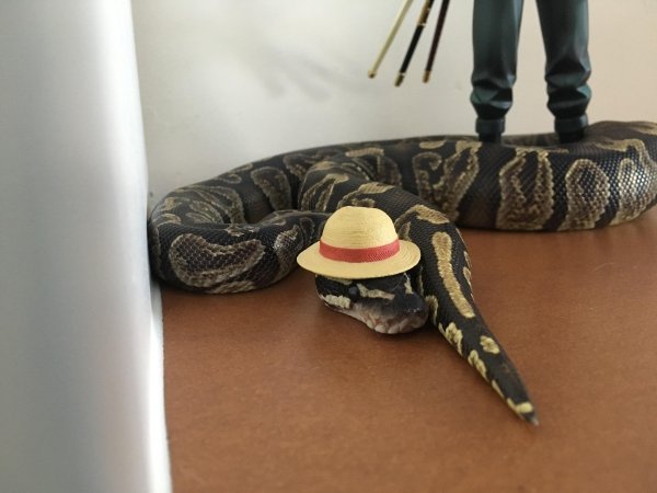 Змеи в шляпках выглядят очень даже симпатично