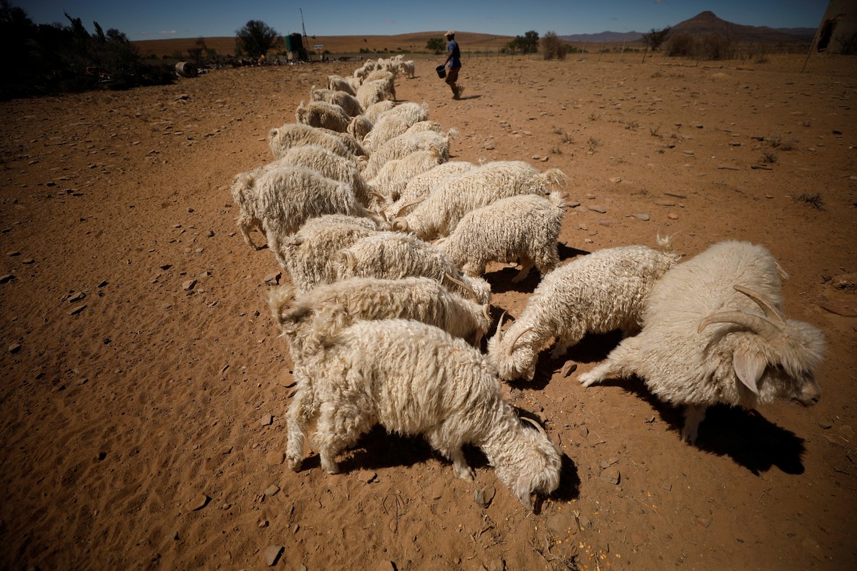 Сильнейшая засуха за сто лет на юге Африки